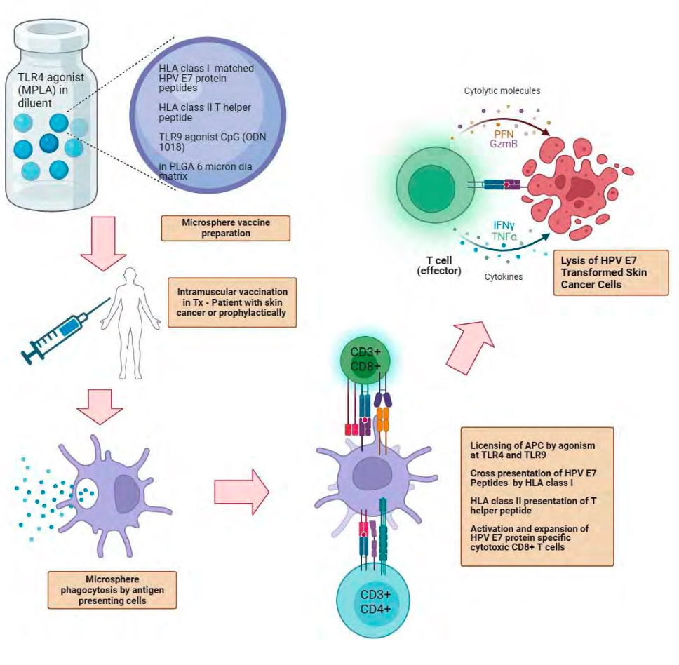 Figure 1: FlowVax mechanism of action